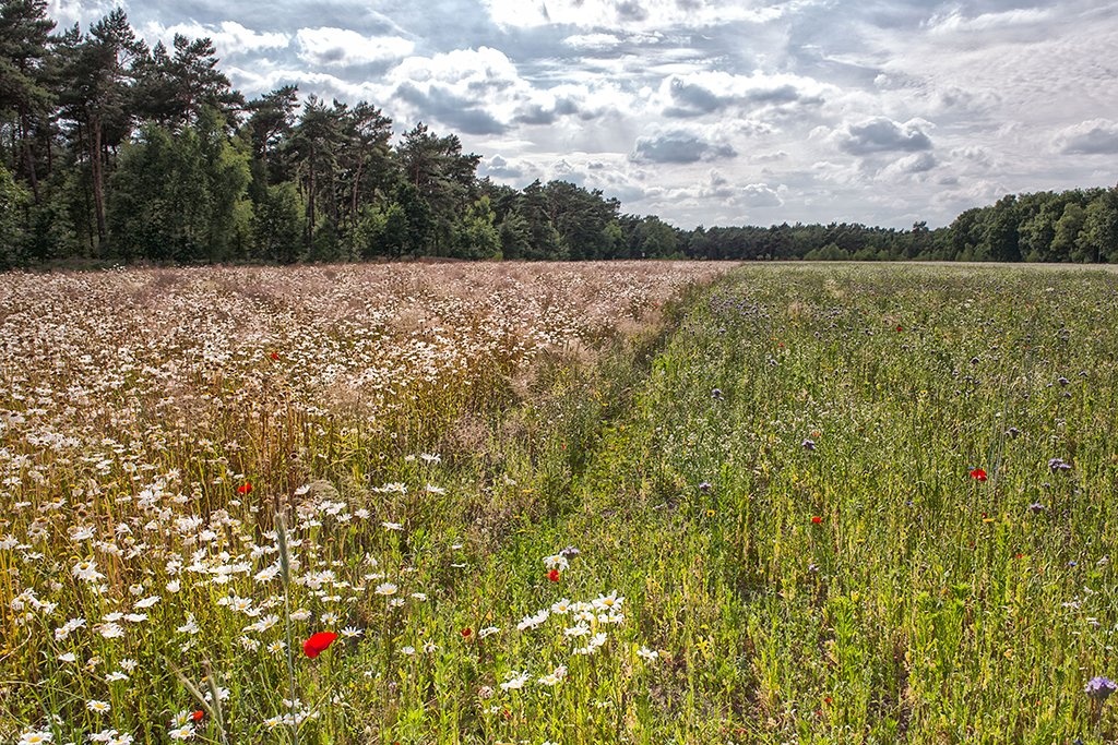 20150628_34 38.jpg - Margrietenveld Beverbeekse heide